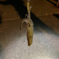 ナイトアジング