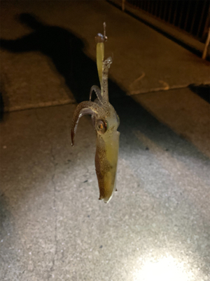 ナイトアジング