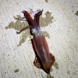 プラグで良型メバル&イカ！