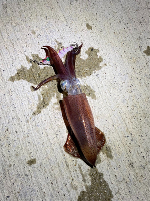 プラグで良型メバル&イカ！