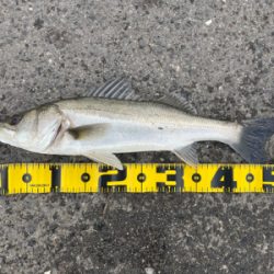 大阪南港 エビ撒き好調！