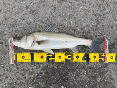 大阪南港 エビ撒き好調！