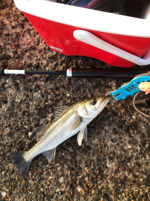 魚は居てます。後は釣るだけ。