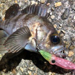 ホタルイカパターン