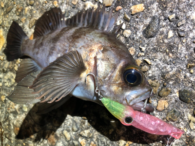 ホタルイカパターン