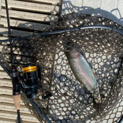 服部緑地　プールトラウト