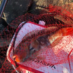磯でグレ釣り