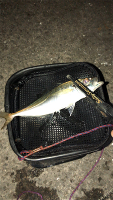 アシングナイト(久々の爆釣)