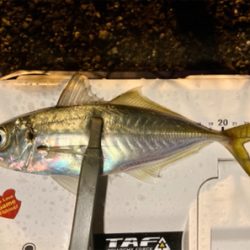 アジング自己新記録1cm更新(^^)