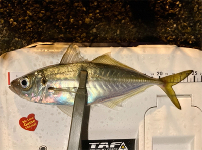 アジング自己新記録1cm更新(^^)