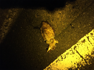 ヤリイカをもとめて