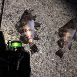 フラットゲーム前のメバリング