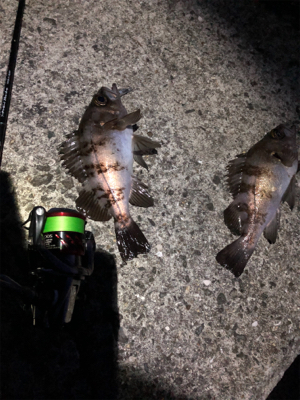 フラットゲーム前のメバリング