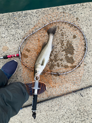 防波堤でシーバスボイル発生！！