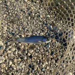 加賀フィシングエリア