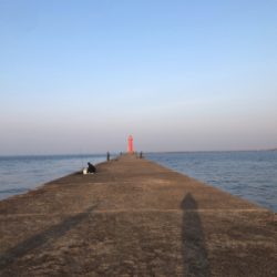 アナゴ、ガシラ