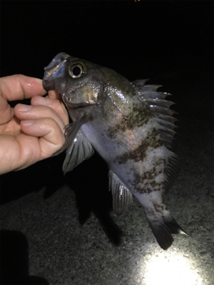 なんとかゲット、メバル