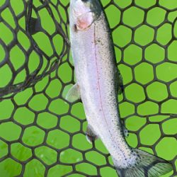 エリアトラウト