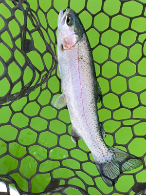 エリアトラウト