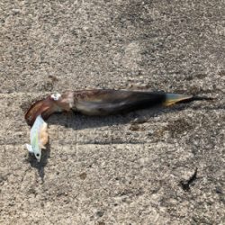 昼からのエギング!