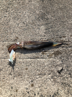 昼からのエギング!