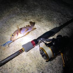 メバリングのはずが…