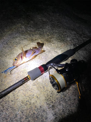 メバリングのはずが…