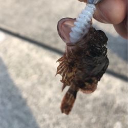 素晴らしい景色とガシラ