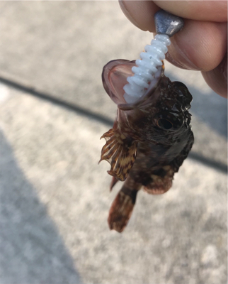 素晴らしい景色とガシラ