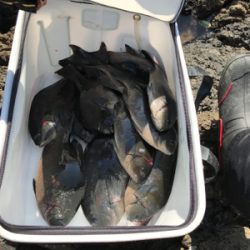 久しぶりのグレ釣り