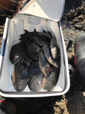 久しぶりのグレ釣り