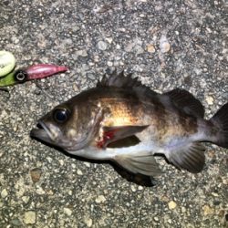 ホタルイカパターン