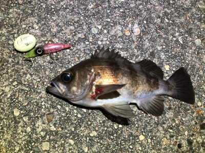 ホタルイカパターン