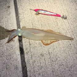 またまたやってきました