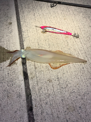 またまたやってきました