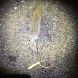 ヤリイカの群れはどこに?