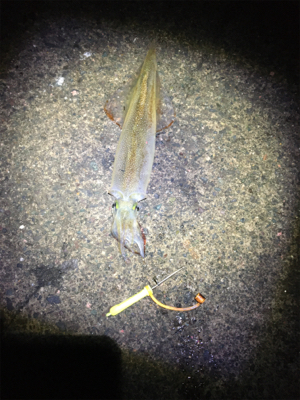 ヤリイカの群れはどこに?