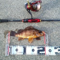 根魚いっぱい、ヤリイカ一杯