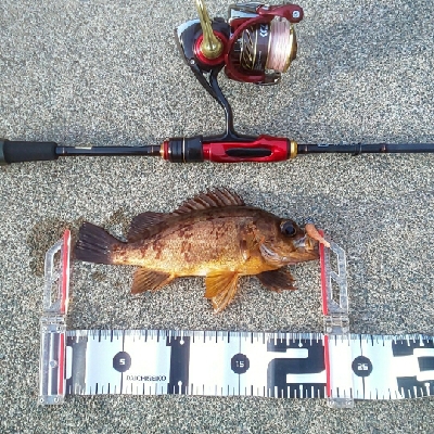 根魚いっぱい、ヤリイカ一杯