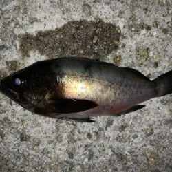 メバルこれから