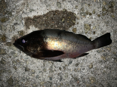 メバルこれから