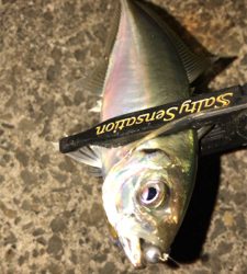 アジングナイト(ボチボチ)