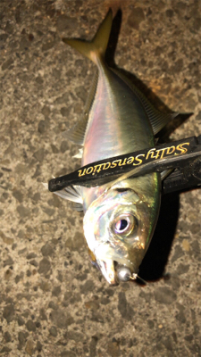 アジングナイト(ボチボチ)