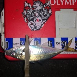 アジング練習 248