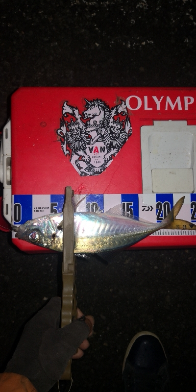 アジング練習 248