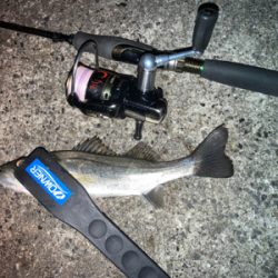 ライズはセイゴでした