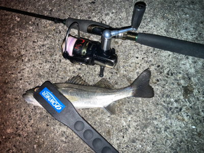 ライズはセイゴでした