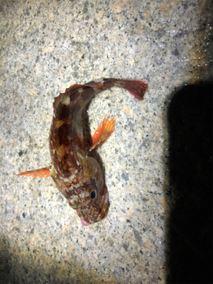 なんとか釣れた