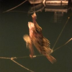 暇つぶしにライト五目