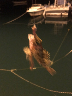 暇つぶしにライト五目